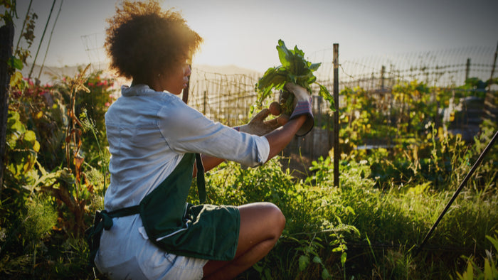 Call to Action: Petition For Centralizing Black Farmers!